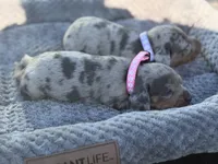 Daisy, a female Miniature Dachshund for sale in Georgetown, SC – 8 of 10