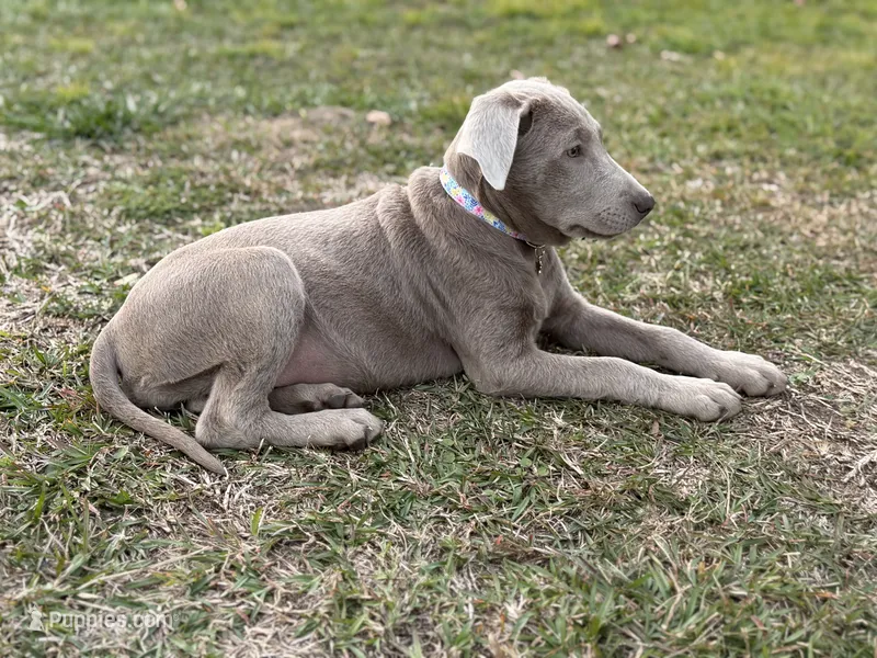 Willow – Labrador Retriever puppy on hold in Georgetown, SC