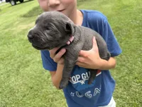 Bella, a female Labrador Retriever for sale in Georgetown, SC – 4 of 5
