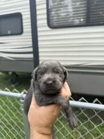 Bella, a female Labrador Retriever for sale in Georgetown, SC – 2 of 5