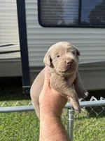 Benny, a male Labrador Retriever for sale in Georgetown, SC – 2 of 3
