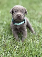 Willow, a female Labrador Retriever for sale in Georgetown, SC – 1 of 3