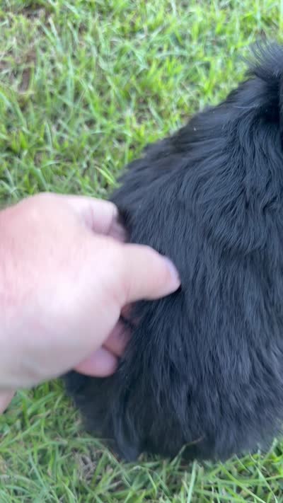 Maddie , a female Labradoodle for sale in Georgetown, SC – 3 of 3