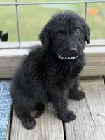 Leo, a male Labradoodle for sale in Georgetown, SC – 3 of 3