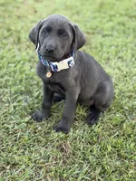 Bella, a female Labrador Retriever for sale in Georgetown, SC – 3 of 5