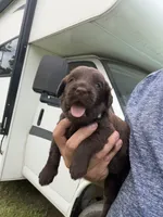 Copper, a male Labradoodle for sale in Georgetown, SC – 2 of 4