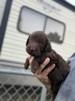 Harper, a female Labradoodle for sale in Georgetown, SC – 4 of 5
