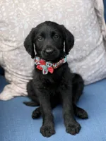 Pepper, a female Labradoodle for sale in Georgetown, SC – 2 of 3