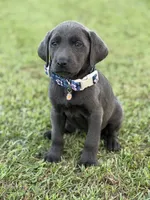 Bella, a female Labrador Retriever for sale in Georgetown, SC – 5 of 5