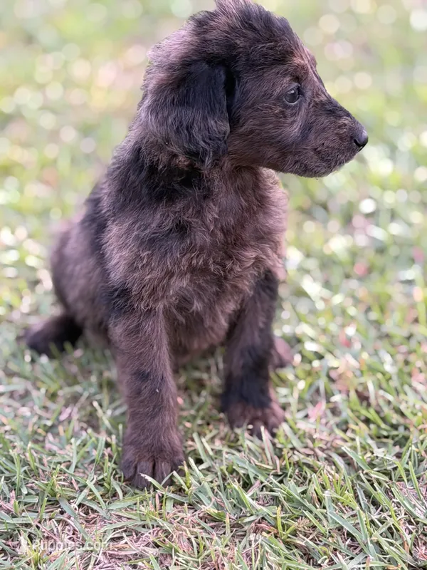 Dotty – Labradoodle puppy for sale in Georgetown, SC