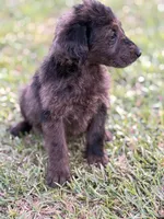 Dotty, a female Labradoodle for sale in Georgetown, SC – 1 of 3