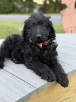 Theo, a male Labradoodle for sale in Georgetown, SC – 3 of 5
