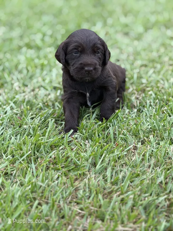 Remi lou – Labradoodle puppy for sale in Georgetown, SC