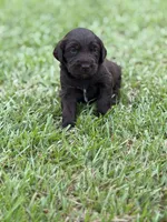 Remi lou, a female Labradoodle for sale in Georgetown, SC – 1 of 6