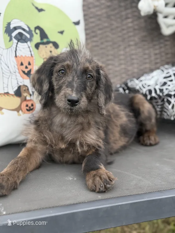Dotty – Labradoodle puppy for sale in Georgetown, SC