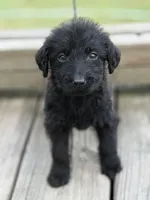 Maisy, a female Labradoodle for sale in Georgetown, SC – 2 of 3