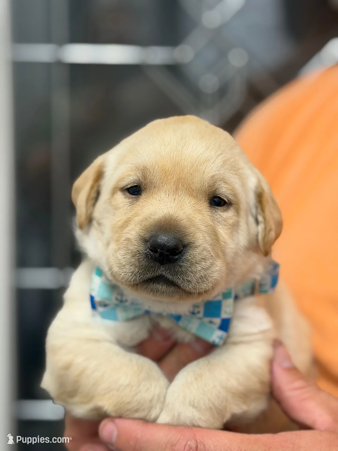 Hank, a male Labrador Retriever for sale in Georgetown, SC – Photo 1 of 8