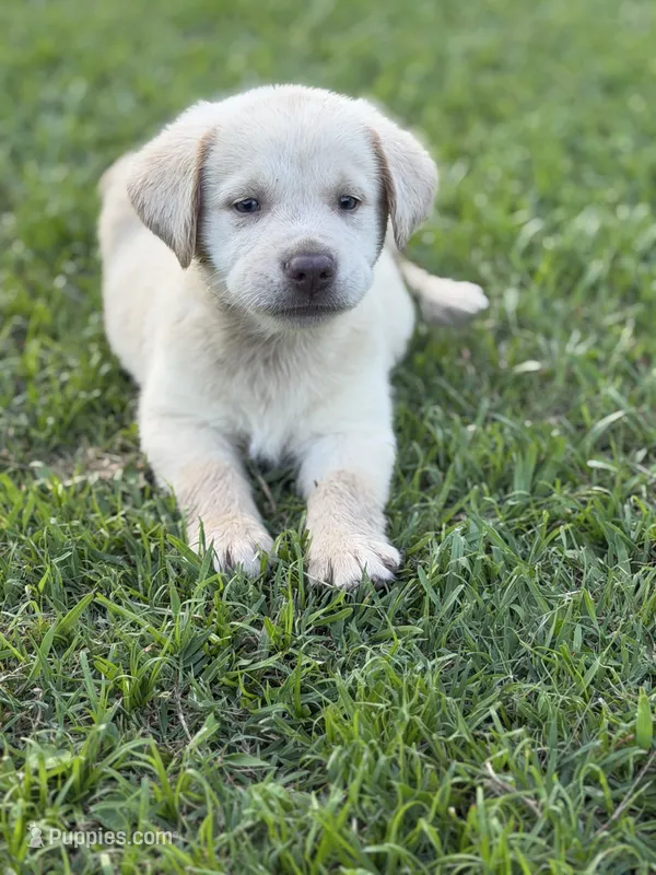 Rivers – Labrador Retriever puppy for sale in Georgetown, SC