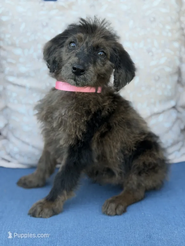 Dotty – Labradoodle puppy for sale in Georgetown, SC
