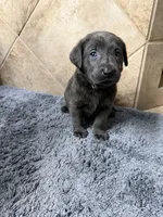 Brooks, a female Labrador Retriever for sale in Georgetown, SC – 3 of 7