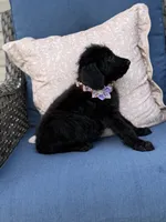 Shadow, a female Labradoodle for sale in Georgetown, SC – 2 of 5