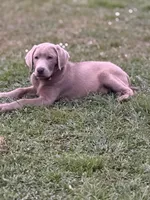Waylon, a male Labrador Retriever for sale in Georgetown, SC – 4 of 6