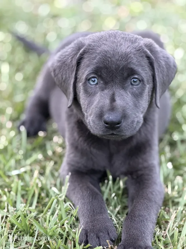 Brooks – Labrador Retriever puppy for sale in Georgetown, SC