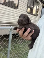 Harper, a female Labradoodle for sale in Georgetown, SC – 3 of 6