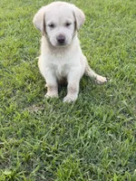 Rivers, a male Labrador Retriever for sale in Georgetown, SC – 2 of 4