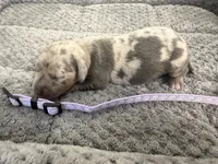 Petunia, a female Miniature Dachshund for sale in Georgetown, SC – 3 of 5