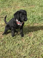 Pepper, a female Labradoodle for sale in Georgetown, SC – 3 of 3