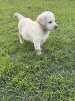 Rivers, a male Labrador Retriever for sale in Georgetown, SC – 3 of 4