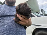 Copper, a male Labradoodle for sale in Georgetown, SC – 3 of 4