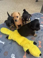 Puppy 4, a female Chihuahua for sale in Volga, WV – 8 of 9