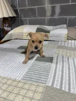 Benji, a male Chihuahua for sale in Volga, WV – 9 of 9
