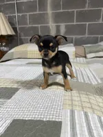 Penny, a female Chihuahua for sale in Volga, WV – 3 of 4