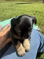 Bear, a female Chihuahua for sale in Volga, WV – 2 of 6