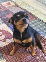Puppy 4, a female Chihuahua for sale in Volga, WV – 2 of 9