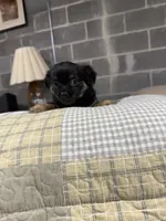 Bear, a female Chihuahua for sale in Volga, WV – 4 of 6