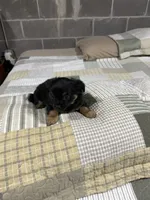 Bear, a female Chihuahua for sale in Volga, WV – 5 of 6