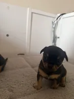 Number 3, a male Chihuahua for sale in Volga, WV – 9 of 10