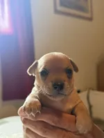 Number 3, a male Chihuahua for sale in Volga, WV – 2 of 10