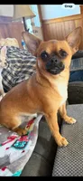 Puppy 4, a female Chihuahua for sale in Volga, WV – 9 of 9