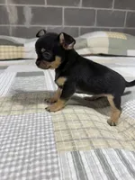 Peanut , a male Chihuahua for sale in Volga, WV – 3 of 4