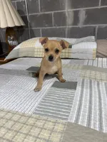 Benji, a male Chihuahua for sale in Volga, WV – 3 of 9