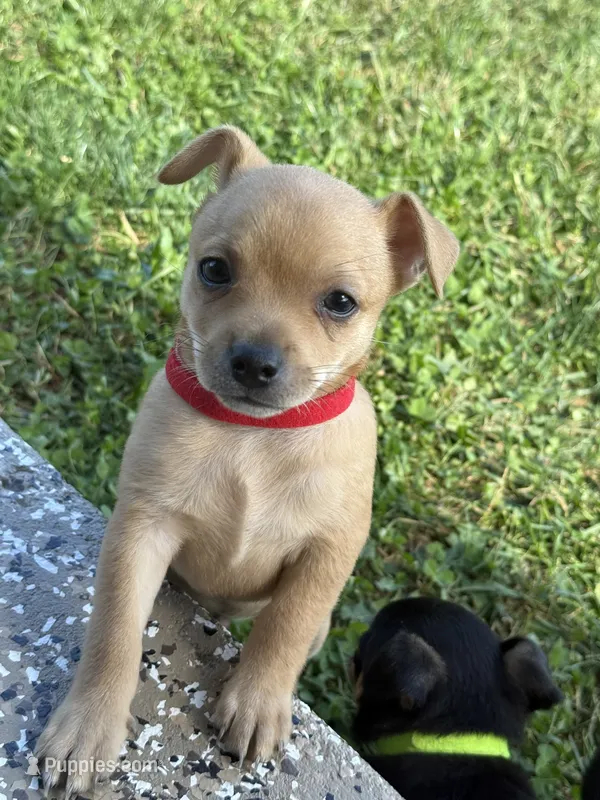 Number 3 – Chihuahua puppy for sale in Volga, WV