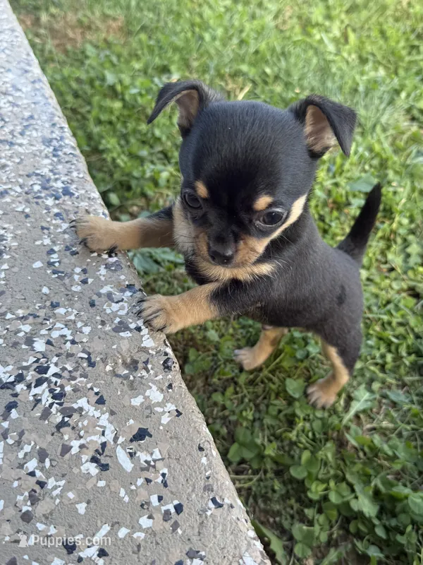 Puppy 4 – Chihuahua puppy for sale in Volga, WV