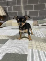 Penny, a female Chihuahua for sale in Volga, WV – 2 of 4