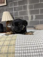 Bear, a female Chihuahua for sale in Volga, WV – 3 of 6