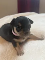 Puppy 4, a female Chihuahua for sale in Volga, WV – 4 of 9